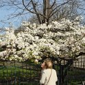 Prunus serrulata var.alba